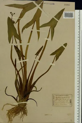 MW0219076, Sagittaria sagittifolia (Стрелолист обыкновенный), specimen