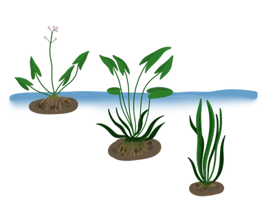 Стрелолист обыкновенный - Sagittaria sagittifolia Сет 50 шт