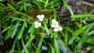 Природа Байкала | Стрелолист плавающий (Sagittaria natans)