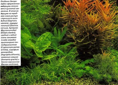 Стрелолист Эатона (Sagittaria eatoni) | содержание, размножение