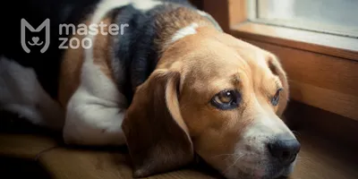 Лишай у собак: признаки, лечение, профилактика в домашних условиях