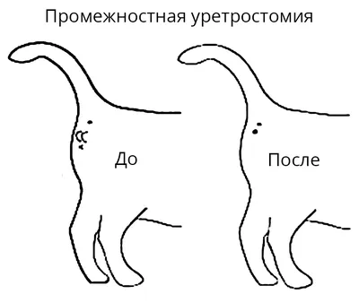 Книга Кошки, Самая полная Иллюстрированная Энциклопедия - отзывы  покупателей на маркетплейсе Мегамаркет | Артикул: 100023064600