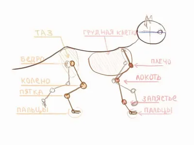 Картинки по запросу анатомия кошки | Кошки, Анатомия животных, Анатомия