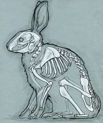 симпатичное кроличье строение. простой рисунок кролика хипстера Иллюстрация  вектора - иллюстрации насчитывающей любимчик, травы: 247043843