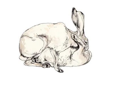 Рисовать линии на животных кролика. Рисунок постоянного животного кролика.  Иллюстрация вектора - иллюстрации насчитывающей праздник, смешно: 210647926