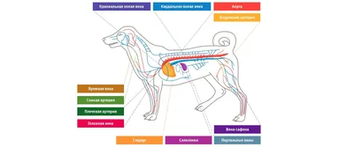 Кровеносная система собак: сердце, сосуды | PRO PLAN