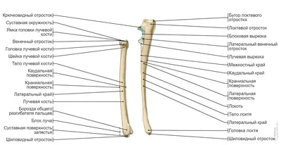 Скелет собаки: иллюстрации: нормальная анатомия | vet-Anatomy