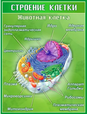 Строение клеток эукариот. Цитоплазма, ядро, одномембранные органеллы •  Биология, Цитология • Фоксфорд Учебник