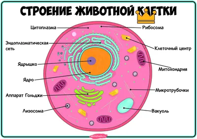 Работа — Модель животной клетки, автор Будаков Артем