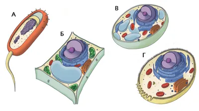 Строение клетки | Биология, Растительная клетка, Уроки биологии