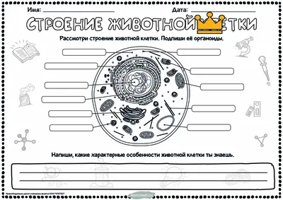 10. Клеточная теория. Общий план строения клетки: Общий план строения клеток