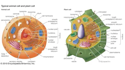 Стенд строение животной и растительной клетки