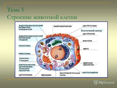 Строение животной клетки - презентация онлайн