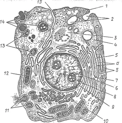 Строение животной клетки рисунок