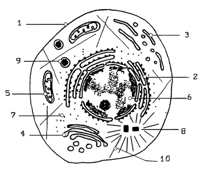 Строение животной клетки