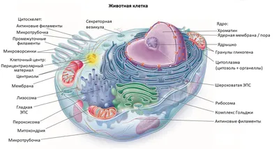 Анатомическое строение животной клетки | Премиум Фото