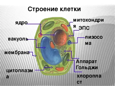 Отличительные признаки растительной и животной клетки