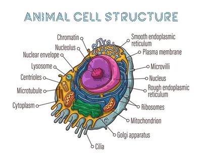 Презентация по биологии \"Строение и свойства клетки\"