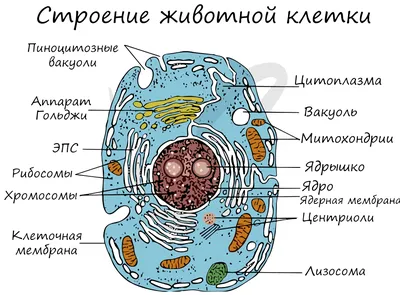 строение животной клетки - Школьные Знания.com
