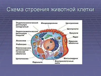 Схематическое строение животной клетки. | Премиум векторы