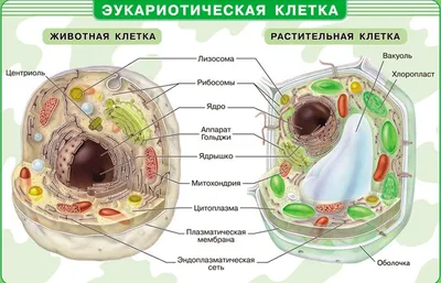 Особенности строения животной клетки - презентация, доклад, проект