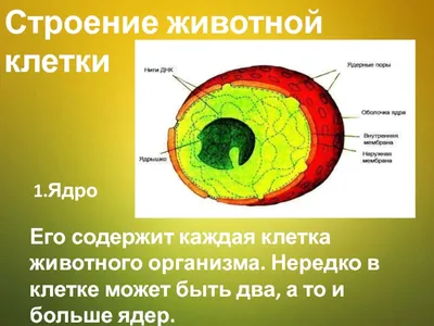 Стенд Биология в кабинет биологии