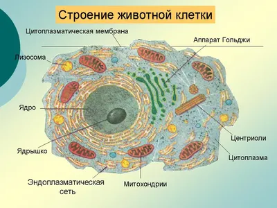 10. Клеточная теория. Общий план строения клетки