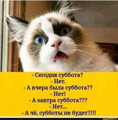 Сегодня суббота? - Нет. - А вчера была суббота?? - Нет! - А завтра суббота???  - Нет... - А чё, субботы не буде… | Цитаты детей, Смешные высказывания,  Смешной юмор