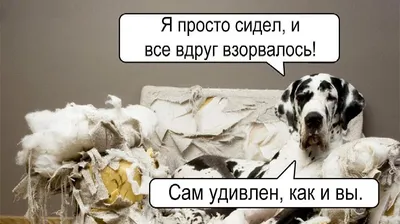 Самые смешные фотографии дикой природы: Занимательные истории в журнале  Ярмарки Мастеров