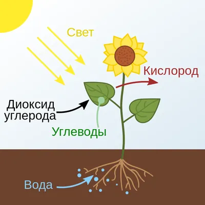 6 Какая связь существует между растениями и животнымиҮСІЯ)A) Растення  обогащают воздух кислородом - Школьные Знания.com