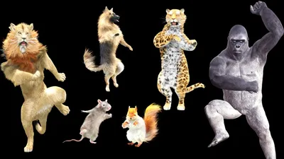 Танцующие животные - Танцевальная вечеринка с животными - Веселая анимация  с музыкой - YouTube