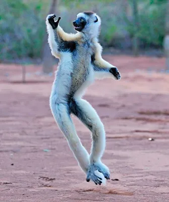 Бирманский кот Dance Portable Network Graphics GIF, танцующие животные,  млекопитающее, кошка Like Mammal, carnivoran png | Klipartz