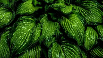 Атлас - сатин (100 г/м.п) темно зеленый №45 ширина 150 см - ткань купить  оптом от производителя ткань купить оптом от производителя