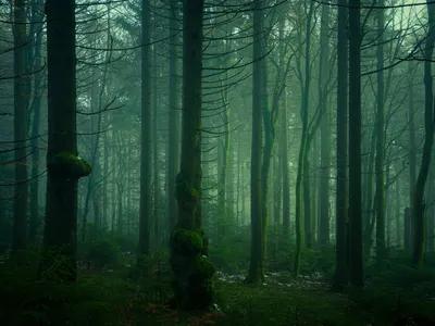 Темно зеленый лес - 74 фото