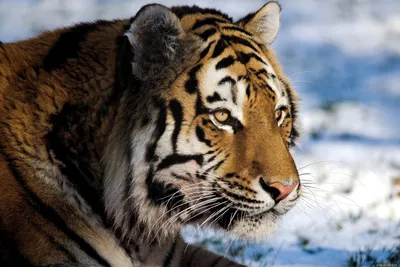 Фотообои Тигр в снегу купить на стену • Эко Обои
