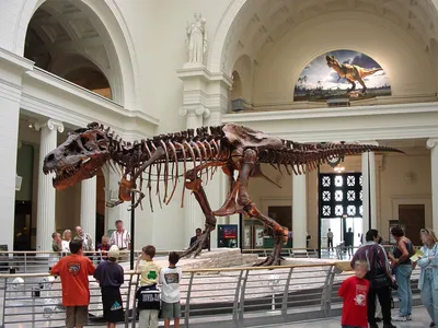 Купить Динозавр Тираннозавр Рекс 54 см со звуками Jurassic World Dominion  Thrash 'N Devour Tyrannosaurus Rex Mattel в Ташкенте