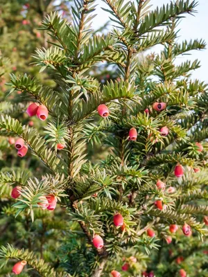 Тис ягодный (Taxus bassata Elegantissima): продажа, цена в Кобрине. Саженцы  декоративных деревьев и кустарников от \"Белорусский питомник растений  \"Зелёная хвоя\"\" - 29040324