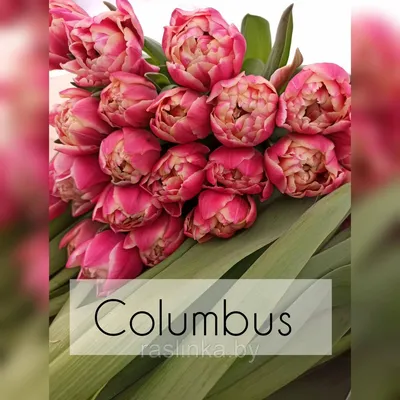 Тюльпаны 8-ого марта стоковое фото. изображение насчитывающей романтично -  87779356