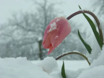 Посмотри. - Тюльпаны под снегом. Бывает и такое. | Facebook