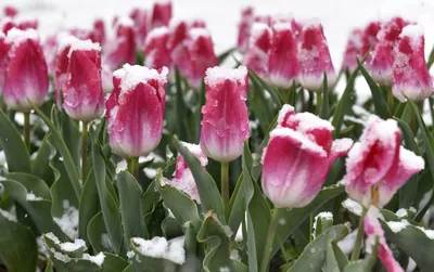 Май в Минске: «Смотрите, какие тюльпаны в снегу!» - KP.RU