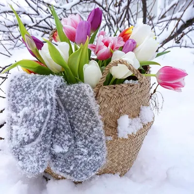 Арт-Чердак - 💫 Доброе утро! 💫 Цветущие в снегу тюльпаны... | Facebook