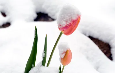 Зима в апреле или тюльпаны в снегу (ФОТО) - Одесская Жизнь