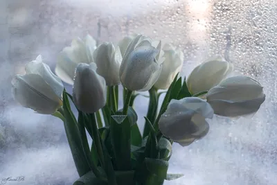 Онлайн пазл «Тюльпаны под снегом»