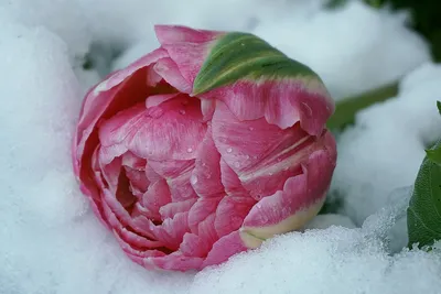Белые тюльпаны под снегом - 71 фото