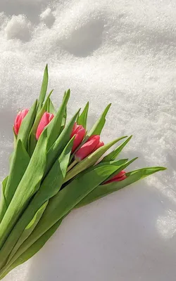 Тюльпаны в снегу | Пикабу