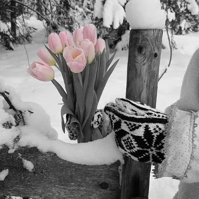 Тюльпаны в снегу - 72 фото