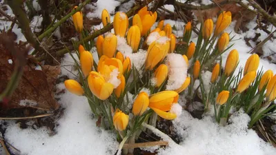 Цветы тюльпанов в снегу генеративный ай | Премиум Фото