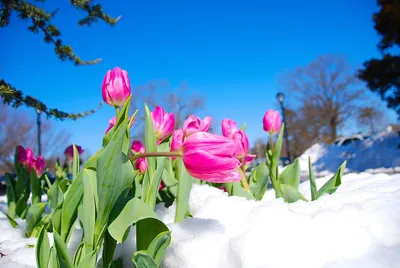 Тюльпаны в снегу. :: Людмила Грибоедова – Социальная сеть ФотоКто