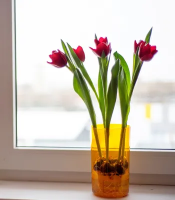 Как ухаживать за букетом тюльпанов, чтобы он прослужил дольше