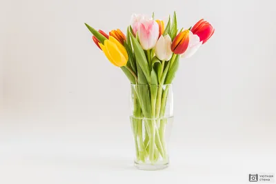 Красные тюльпаны в вазе | Тюльпаны, Красные тюльпаны, Схема смешивания  цветов